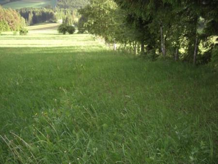 It was along this tree line and fence where he hid until it got dark